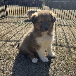 Sable Boy 2 - Sable and white male Shetland Sheepdog puppy in Shirley, Arkansas from Lucky Pups