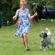 English Setter Puppies from Rivendell English Setters