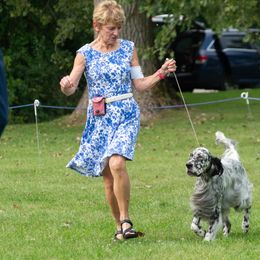 English Setter Puppies from Rivendell English Setters