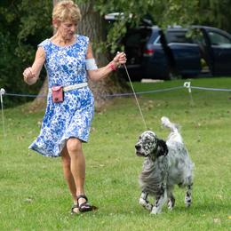 English Setter Puppies from Rivendell English Setters