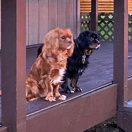 Cavalier King Charles Spaniel Puppies from Mapleview Cavalier King Charles Spaniels