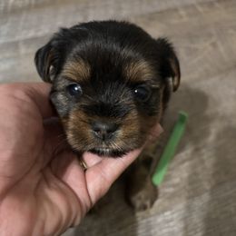Dark green collar - Black and tan female Yorkshire Terrier puppy in Estiffanulga, Florida from Halls Tiny Yorkies