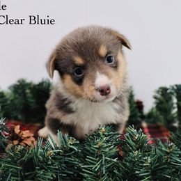 American Corgis and Aussiedoodles from Circle B Kennel