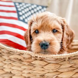 Lewis - Red  male Goldendoodle puppy in Meridian, Idaho from Table Rock Legacy Doodles