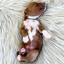 Toast - Red  male Goldendoodle puppy in Bell Buckle, Tennessee from Precious Puptown Doodles