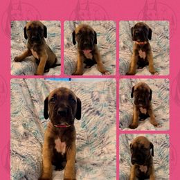Cora Lily - Fawn female Great Dane puppy in Longview, Texas from Noctua Kennels