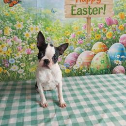Girl 4 - Brindle and white female Boston Terrier puppy in Olanta, South Carolina from Julie's IHeart Boston Terrier's