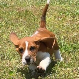 York - Mahogany and white male Basset Hound puppy in Cleveland, Tennessee from Smokey Mtn Bassets
