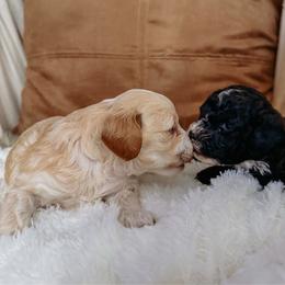 Cockapoo puppies from Critter Springs Farm