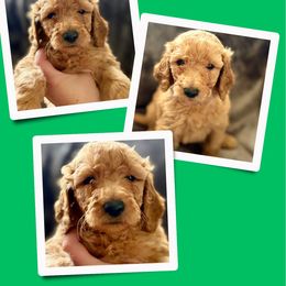 Tarzan - Red  male Goldendoodle puppy in Bluefield, Virginia from Love on a Leash