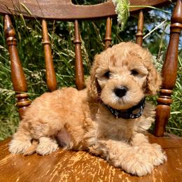 Black - Red  male Goldendoodle puppy in Hesperia, Michigan from Red Acres Poodles & Doodles