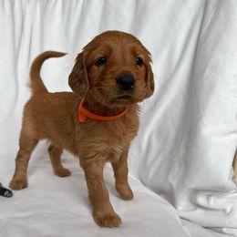 Golden Retriever Puppies from Thoroughmark Retrievers