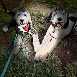 Aussiedoodle All Grown Up from Ooodles of Doodles