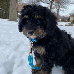 Bernedoodle Puppies from Kiya's Bernedoodles