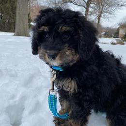 Bernedoodle Puppies from Kiya's Bernedoodles