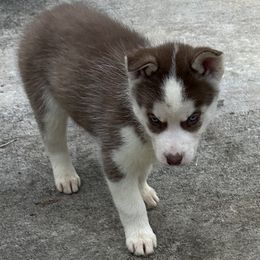 Shania - Brown and white female Siberian Husky puppy in Summerville, South Carolina from Carolina Husky Lodge