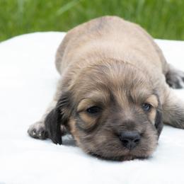 Girl 1 - female Dachshund puppy in Boswell, Indiana from Golden Moose Homestead