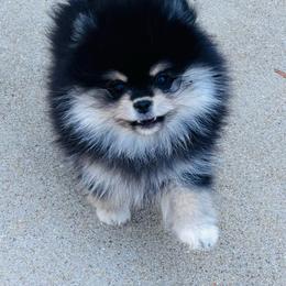 Female - Black and tan female Pomeranian puppy in Fayetteville, North Carolina from Tar-heel Poms