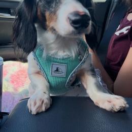 Snoopy - Dachshund