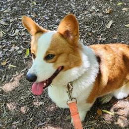 Sprocket - Pembroke Welsh Corgi