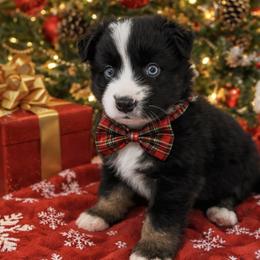 Bobby Flay - Black tri male Miniature Australian Shepherd puppy in Queen Creek, Arizona from Arizona Aussies