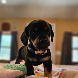 White - Black and cream female Dachshund puppy in Colony, Kansas from Randal'sDachshunds