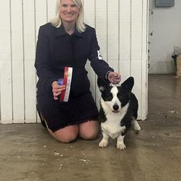 Cardigan Welsh Corgi and Great Dane All Grown Up from McOwen Kennels