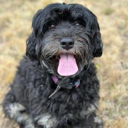 Juniper - Australian Labradoodle
