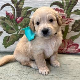 Tank - Cream male Goldendoodle puppy in The Woodlands, Texas from Gracie's Goldendoodles and Bernedoodles