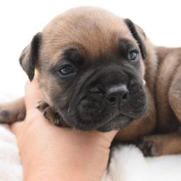 Jewel - Fawn female Bullmastiff puppy in Chickasha, Oklahoma from Rustic Lace