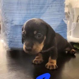Dachshund Puppies from Three Ween Crew