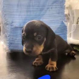 Dachshund Puppies from Three Ween Crew