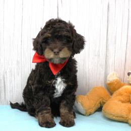Red collar  Tango - Chocolate male Australian Labradoodle puppy in Provo, Utah from EllsWORTH Labradoodles LLC