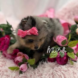 AKC Daisy - Blue merle female Pomeranian puppy in Houston, Texas from MD Bella Pomeranian