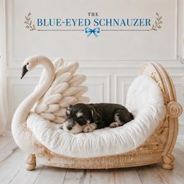 Mugsy - Black and silver male Miniature Schnauzer puppy in Winter Haven, Florida from The Blue Eyed Schnauzer