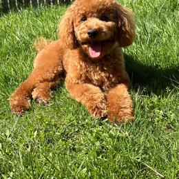 Simba - Poodle