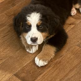 Bernedoodle and Bernese Mountain Dog Puppies from Berner Ridge Kennels