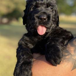 Girl 2 - Black female Black Russian Terrier puppy in Oklahoma from Ter’Avalon Kennel