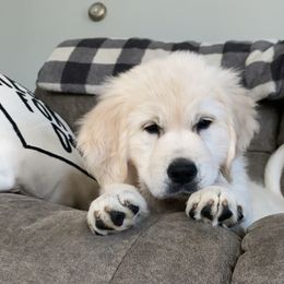 Golden Retriever Puppies from Life is Golden Retrievers