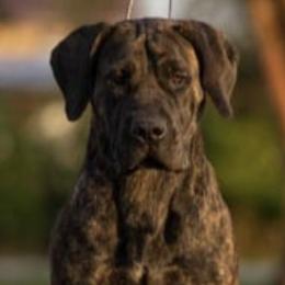 Boerboels and German Shorthaired Pointers from Sure Bet Kennels