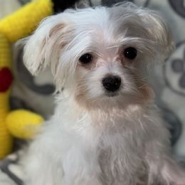 Maltese puppies from Fiesta Pups