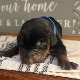 Royal Blue - Black and rust male Doberman Pinscher puppy in Fort Worth, Texas from Arkwatch Dobermans