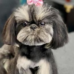 Shih Tzus from Southwest Shih Tzu