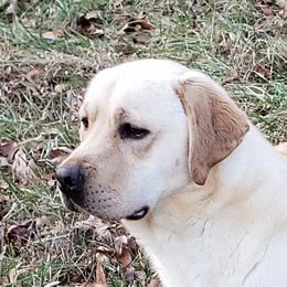 Breezy - Labrador Retriever