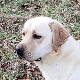 Breezy - Labrador Retriever