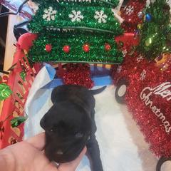 Green - Double Doodle