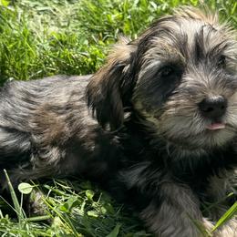 Yorkipoos from Little Creek Yorkiepoos