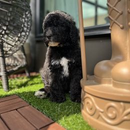 French Bulldog and Poodle Puppies from KAI Kennels