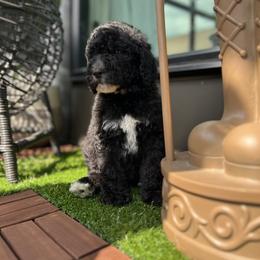 French Bulldog and Poodle Puppies from KAI Kennels