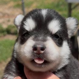 Janet - Black and white female Pomsky puppy in Spring Hill, Florida from PDQ Pomskies